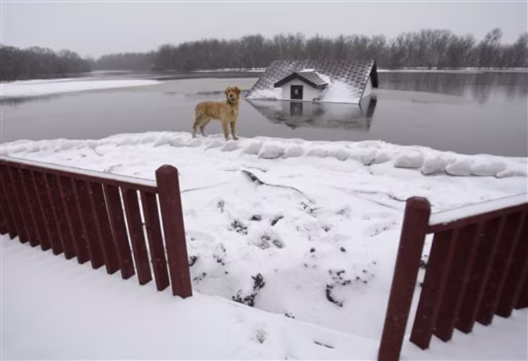 FILE - In this March 25, 2009, file photo Elsie, one of the two Stensgard family dogs, stands on the earthen and sandbag dike that surrounds the family's home overlooking a flooded out building in the swolen Red River in Fargo, N.D. During last spring's flooding, a statewide 211 number established to take calls for social services fielded more than 40,000 inquiries. Now the number may go out of business in most of the state, which has left supporters scrambling to raise the money needed to keep it going. (AP Photo/Carolyn Kaster, File)